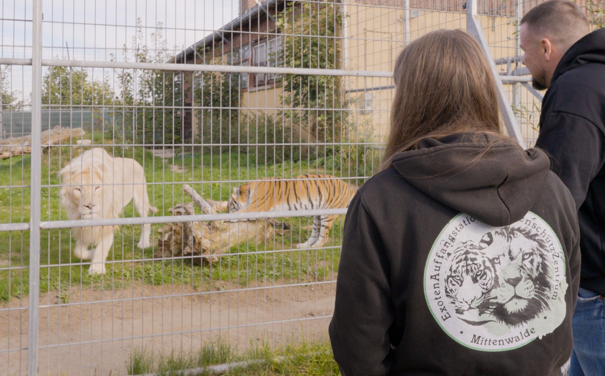 Weißer Löwe und Tiger im Gehege, davor zwei Personen in Pullis von Mittenwalde und DAMS