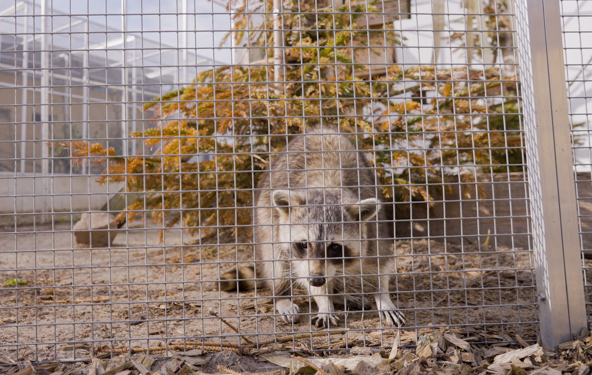 Waschbär schaut durch das Gitter seines Geheges in die Kamera